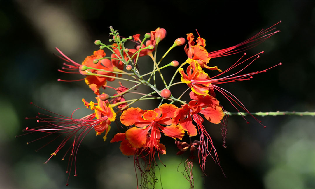 威海花帮主百科词条创建案例