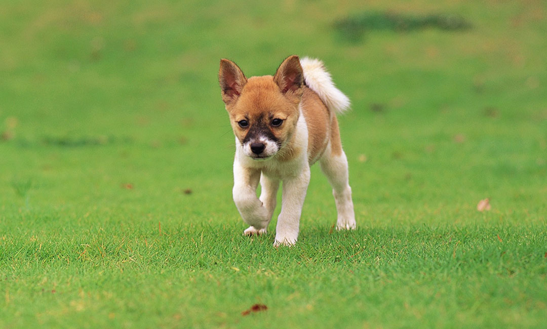 威海叮叮宠物商业计划书案例